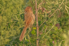 Sinosuthora webbiana