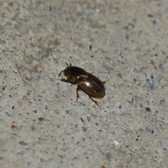 Labarrus cincticulus