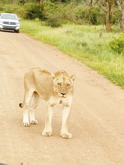 Panthera leo melanochaita