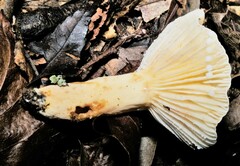 Lactifluus hygrophoroides