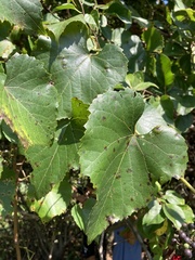Vitis vulpina