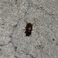 Labarrus cincticulus