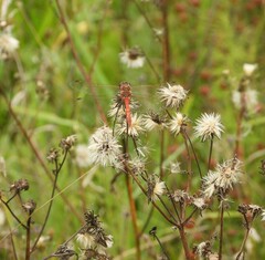 Sympetrum vulgatum