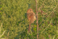 Sinosuthora webbiana