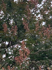 Lagerstroemia