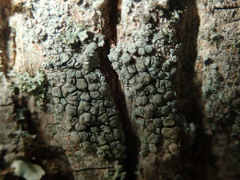 Lecanora carpinea