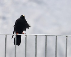 Pyrrhocorax graculus