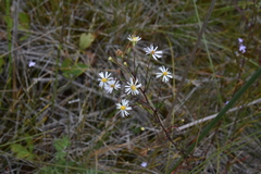 Symphyotrichum boreale
