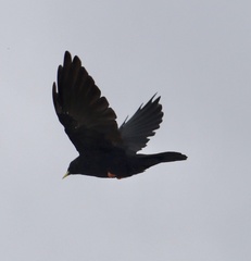 Pyrrhocorax graculus