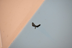 Hypsopygia