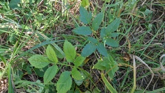 Aegopodium podagraria