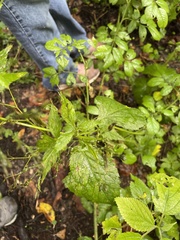 Cryptotaenia canadensis