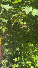 Ampelopsis glandulosa