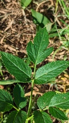 Aegopodium podagraria