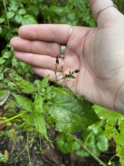 Cryptotaenia canadensis