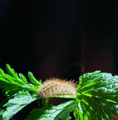 Spilosoma lubricipeda