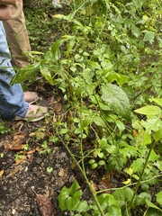 Cryptotaenia canadensis