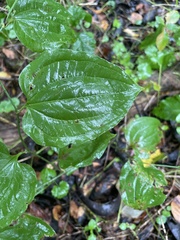 Smilax tamnoides