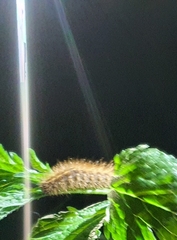 Spilosoma lubricipeda