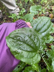 Smilax tamnoides