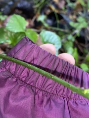 Smilax tamnoides