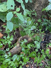 Persicaria virginiana