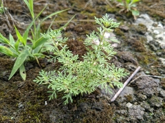Leucospora multifida