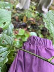 Smilax tamnoides