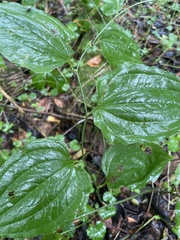 Smilax tamnoides