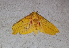 Eacles imperialis