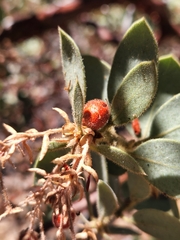 Arctostaphylos pringlei