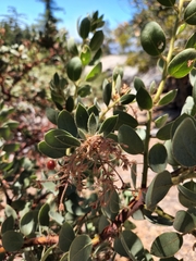 Arctostaphylos pringlei