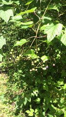 Ampelopsis glandulosa