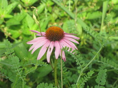 Echinacea