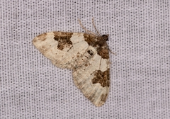 Xanthorhoe fluctuata