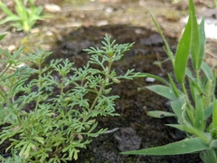 Leucospora multifida