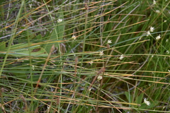 Trichophorum cespitosum