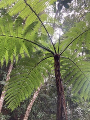 Cyathea