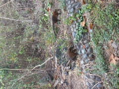 Nasua nasua