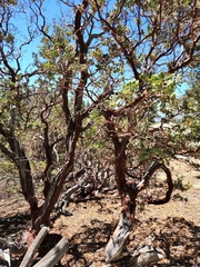 Arctostaphylos pringlei