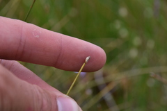 Trichophorum cespitosum