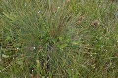 Trichophorum cespitosum