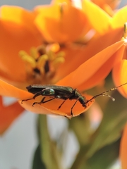 Oedemera nobilis