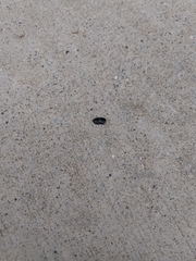 Hololepta