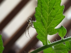 Metellina segmentata