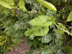 Funastrum cynanchoides