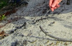 Myrmeleon formicarius