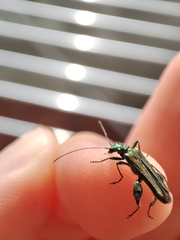 Oedemera nobilis