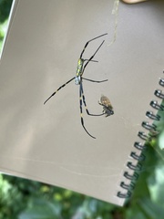 Trichonephila clavata