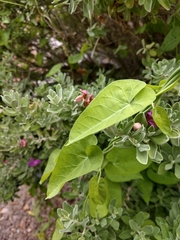 Funastrum cynanchoides